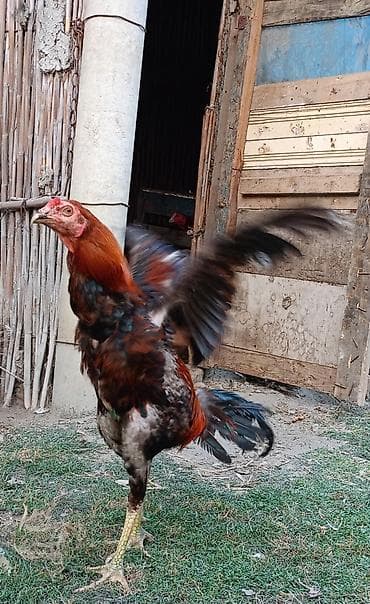 quslar haqqinda melumat: Xoruz, Heyratı, il: 1 — 2