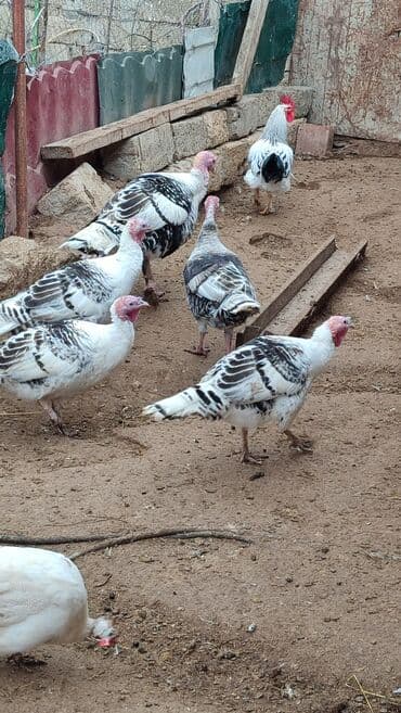 kənd colpası satışı: Dört Damazlıq Hinduşka satılır bir Erkek üç ədəd fere heyvanlar — 4