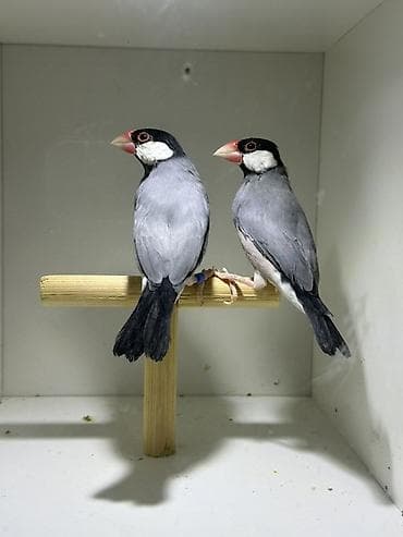 amadin gulda: Java ispinozu (Java Sparrow) cütlüyü - Növ: Padda oryzivora (Java — 2