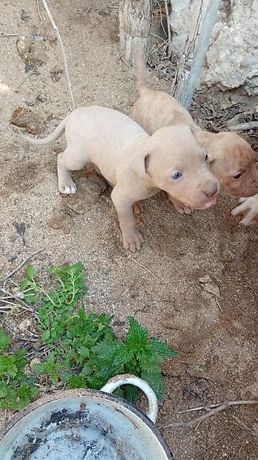 alman coban iti: Pitbul, 1 ay, Dişi, Peyvəndli, Ünvandan götürmə — 10