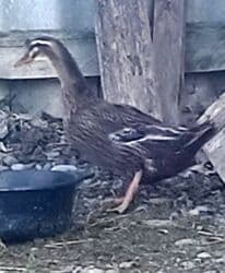 heyvanlara verilen adlar: Məhsul: Ev göyərçinləri (cüt) Təsvir:salam quşlar göz qabağında, maya — 14