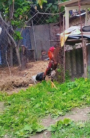 heyvanlara verilen adlar: Yüngül cekili doyus ucun ideal heyvandi Təsvir: - Cins tipi — 2