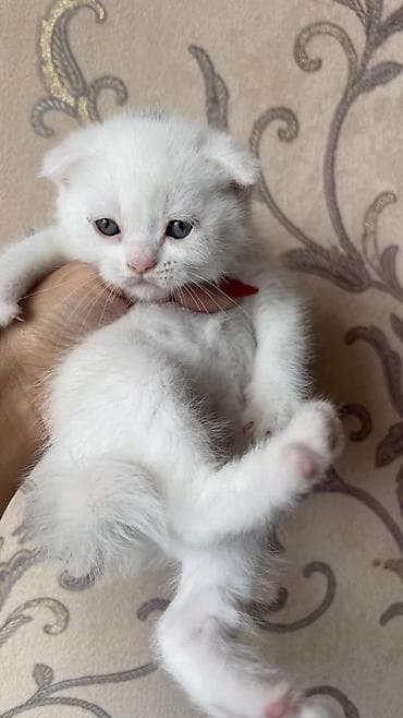 pişiylər: Şotland — 2