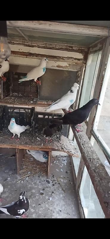 goyercin bazari: Tərgitmə quşlar 15qusdu hamsda ucuzdu qusdardi olarin balalardi kom — 5