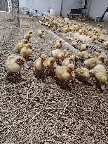 səsli ördək: Məhsul: Cücələr üçün ördək balaları (peking tipli) Təsvir: - Yeni — 4