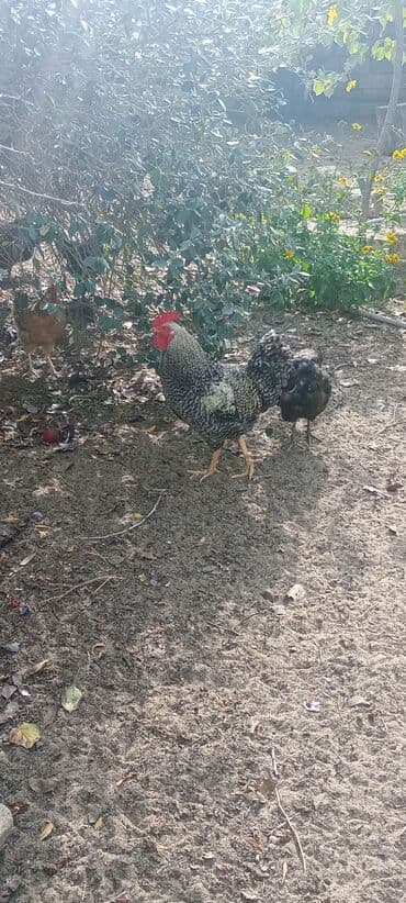 xoruzun nece rengi var: Xoruz, il: 1, Ödənişli çatdırılma — 2