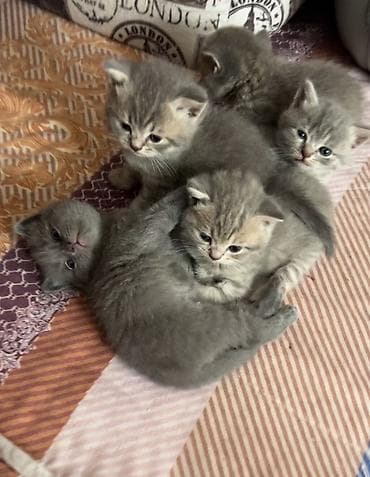 Britan, Erkək, Dişi, Yaxşı əllərə, Ünvandan götürmə