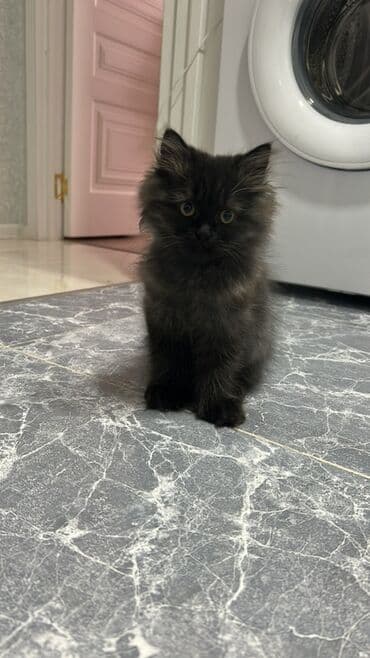 где можно купить котенка: Yaxşı əllərə — 3