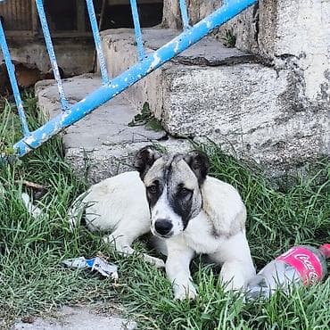 Məhsul: İt balası (orta ölçülü) Təsvir: - Rəng: ağ-krem bədən — 2