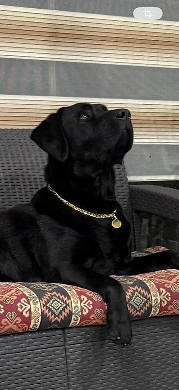 labrador balasi: Labrador-retriver — 2