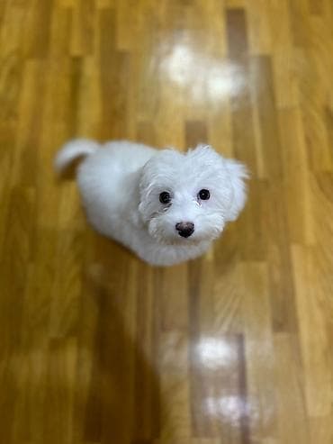 doberman balaları: Malta bolonka, Peyvəndli — 4