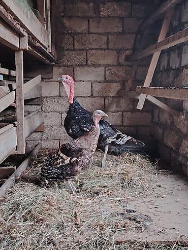 Məhsul: Hind quşları (hindi cütlüyü) Təsvir: - ordek qaz ve yaxud lalafo.az -da Məhsul: Hind quşları (hindi cütlüyü) Təsvir: - ordek qaz ve yaxud