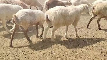 sudluk inek satilir: Dişi, il: 1, Damazlıq, Pulsuz çatdırılma — 6
