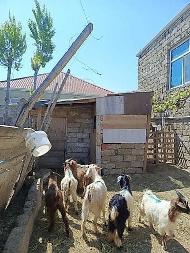 erkey dana: Qurbanlığa yarayan erkey quzu — 2