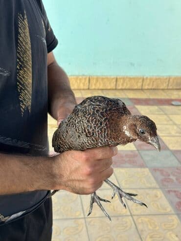 itlerin pulsuz verilmesi: Şəkildə gördüyünüz Rumun Qırqovulları satılır. 6 aylıq quşlardır. 1 — 3