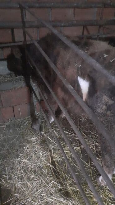 Akvariumlar: Şerol 5aylıq 1550 — 1