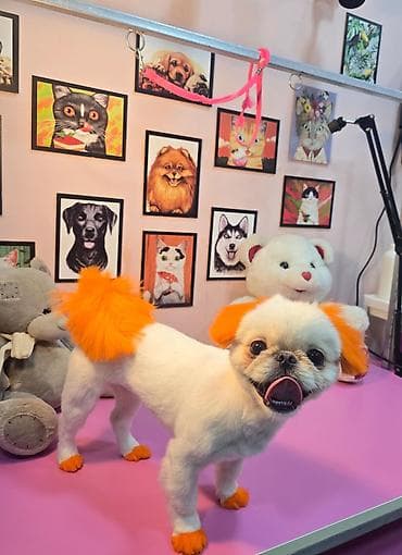 Keçilər, çəpişlər: Peekines ve pomerian qarisigi disi cutlesdirilir erkek lazimdi — 4