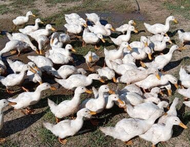 kuban ördek: Dişi, | Kuban, Ətlik, Ünvandan götürmə — 8