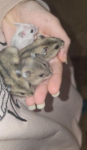 sahiblənmə: Hamster balaları sahibləndiririk evdə bala çox olduğuna görə — 1