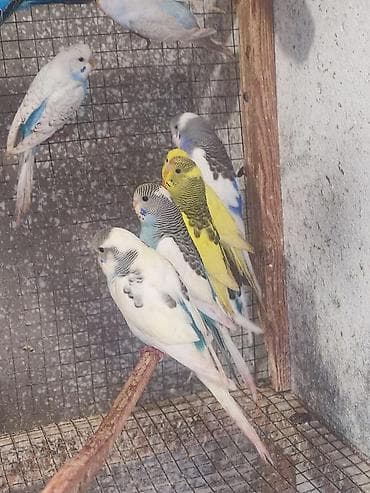 it adlari 2020: Məhsul: Dalğıç (budaq) tutan dalmatin, albino və klassik rənglərdə — 5