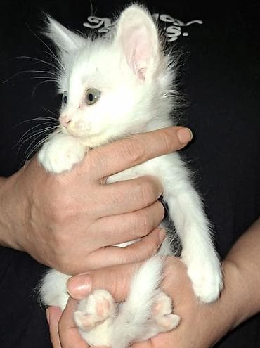 pişik satisi 2019: Ağ rəngli balaca pişik balası - Tam ağ, yumşaq tüklü balaca pişik - — 4