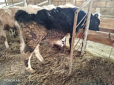 Аквариумы: Satışda: mal-qara buzovları (bir neçə baş) Xüsusiyyətlər: - Cins — 2