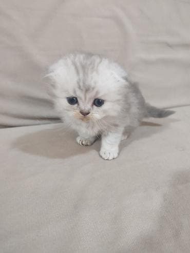 Qızıl şinşilla, Yaxşı əllərə, Pulsuz çatdırılma lalafo.az -da Qızıl şinşilla, Yaxşı əllərə, Pulsuz çatdırılma