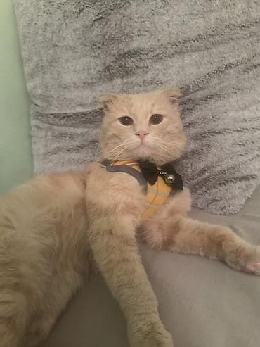 pişik şampunu: Şotland, Erkək, Yaxşı əllərə — 9