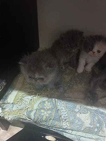Heyvanlar: Fars, Erkək, Dişi, Ünvandan götürmə, Ödənişli çatdırılma — 8