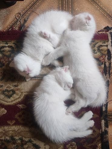Yaxşı əllərə