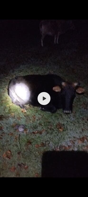 cins inekler: Satışda: 2 baş iri buynuzlu mal-qaranın təsvirləri - Növ: inək (dişi — 1