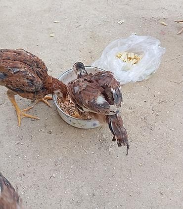 balaca it: Salam güclü cins heyrati balaları satılır fərqli aylardadilar — 7