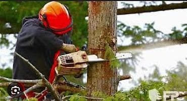 su filteri ustasi: Ağac kesmek budamaq işləri görülür.🪚 Kotukleri səliqəli dogramaq qol — 6