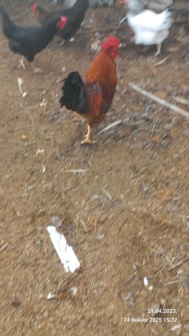 3D panellər: Saxlam xoruzdardi oz heyetimin hevanardi her rgde var — 9