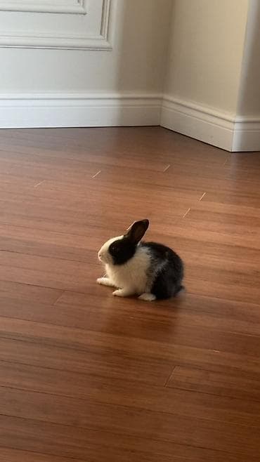 Ev üçün dekorativ dovşan (qara-ağ) - Növ: dekorativ ev dovşanı