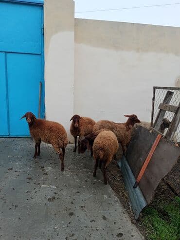 sirin dovsan sekilleri: Dişi, Qala, il: 1, 50 kq, Damazlıq, Ünvandan götürmə — 5