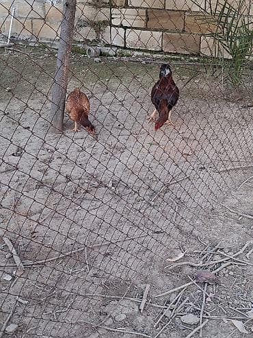 cins ineklerin satisi 2018: Toyuq cücələri, Damazlıq — 3