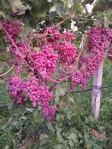 zeytun tingləri: Üzüm tingləri satılır 070 2223552 zəng və vatsap Bakı Sumqayıt — 9