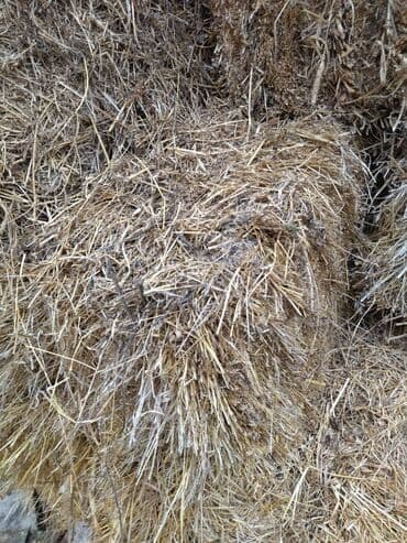 Preslənmiş ot satılılır, 1 ədədi 3,50 qəpik, 2-ci kosdur, 250 ədəd
