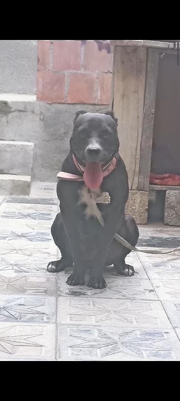 Pitbul lalafo.az -da Pitbul