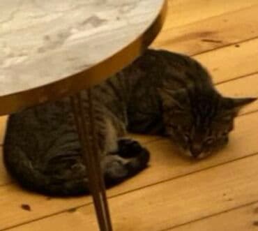 alisanın pişiyinin adı nə idi: TəCili: İTİb Tapana Yüksək məbləğdə Pul mükafatı veriləcək✨ Adı — 1