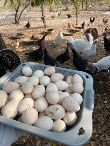 Yumurta: Mayalı Hinduşka Yumurtası 51 Ədəd Var — 2