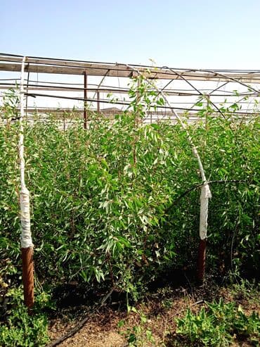 Все для дома и сада: Salam . Türk evkalipt ağacılari satişda var say çoxdur . topdan — 1