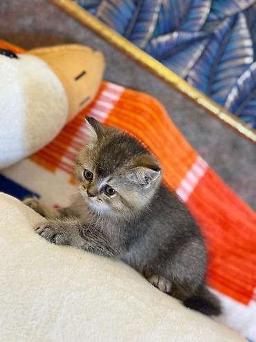 lalafo pisik: Britan — 8