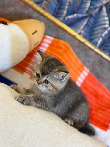 şotlan pişik: Şotland yastı qulaq, Erkək, Dişi, Yaxşı əllərə, Ünvandan götürmə, Pulsuz çatdırılma, Ödənişli çatdırılma — 230