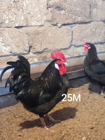 Salam Aleykum Belə xoruzlar çıxıb satışa 5 xoruz hamsı dolu kök