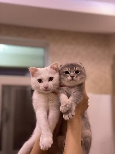 paroda pişik: Şotland yastı qulaq, Dişi, Yaxşı əllərə — 2