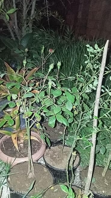 mal dili bitkisinin faydaları: Limon mandalin kinkan qizilgul sarmasiq qizilgul kalistamin olyandir — 7