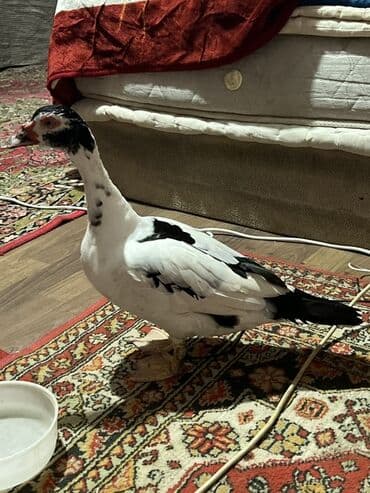 cins ineklerin qiymeti: Saıam, turkiye sortu lal ördek yumurta ordan gelib, bir eded, evde — 1