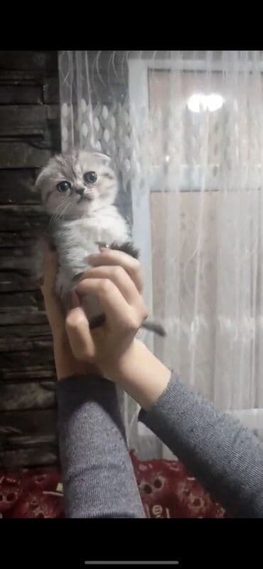 pişik şotlan: Шотладская вислоухая, Самец, Самка, В добрые руки, Самовывоз, Платная доставка, Доставка в районы — 3